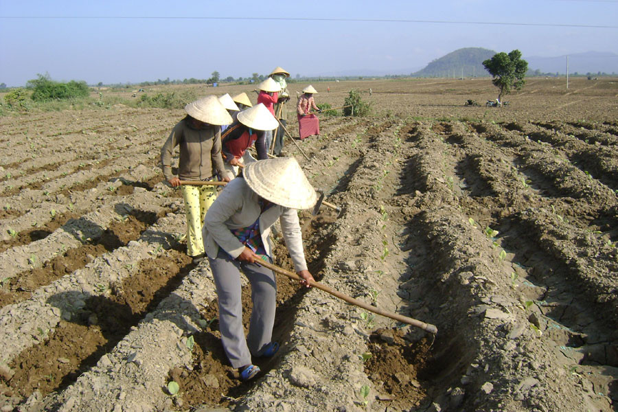 Nông dân sản xuất vụ mùa. Ảnh: L.N