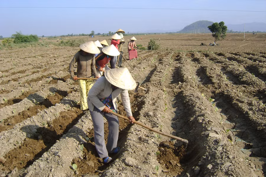 Nông dân sản xuất vụ mùa. Ảnh: L.N