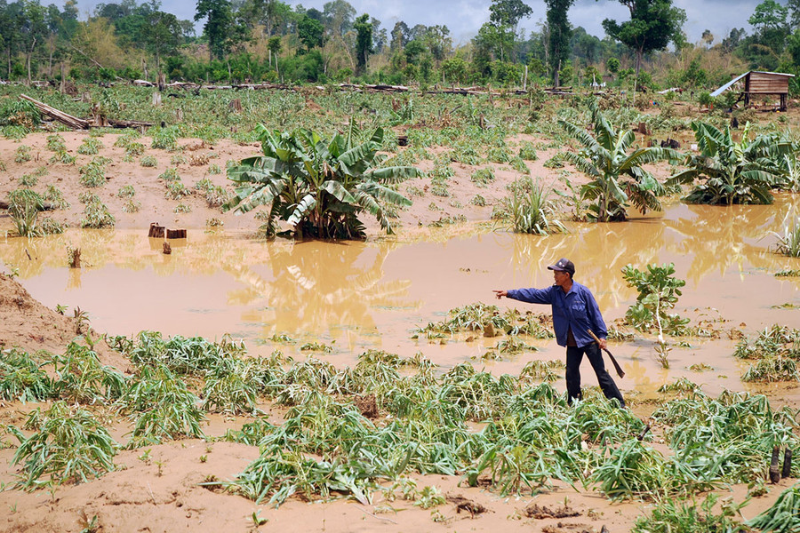 Diện tích hoa màu của già làng Rơ Châm Cheel bị hư hại. Ảnh: Nguyễn Giác