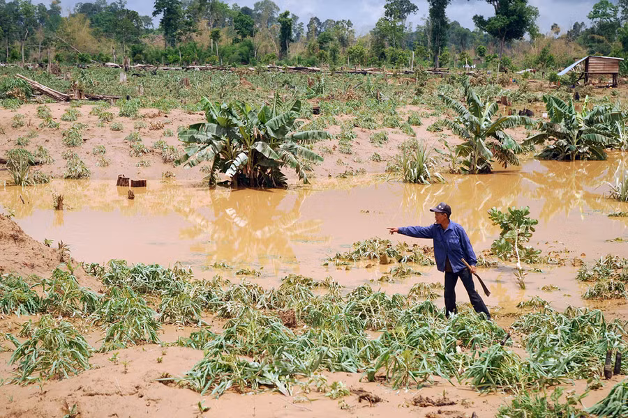 Diện tích hoa màu của già làng Rơ Châm Cheel bị hư hại. Ảnh: Nguyễn Giác
