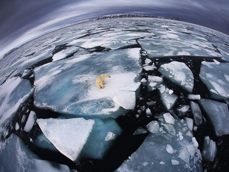 Nhiếp ảnh gia người Mỹ Anna Henly đang ngồi trên thuyền du ngoạn quần đảo Svalbard ở Bắc Cực thì nhìn thấy chú gấu trắng khoảng 4 tuổi đang mò mẫm trên những tảng băng trôi một mình vào lúc sáng sớm. Chú gấu dò dẫm bước đi trên tảng băng nổi một cách ngập ngừng vì không biết nên đặt chân vào chỗ nào cho băng khỏi bị sụt.