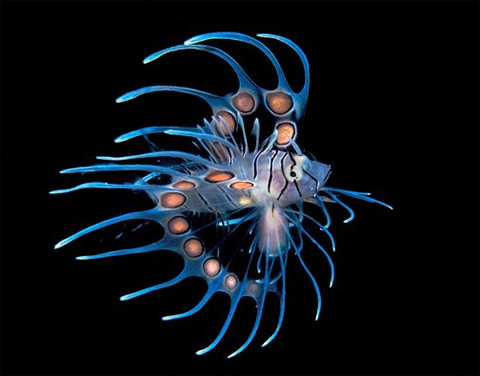  Con cá sư tử trong vùng biển Honduras.