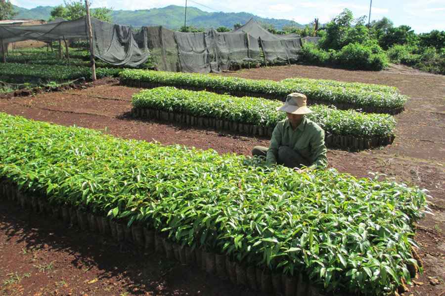 Ông Hiếu đang chăm sóc vườn ươm của mình. Ảnh: Q.T Ông Hiếu đang chăm sóc vườn ươm của mình. Ảnh: Q.T