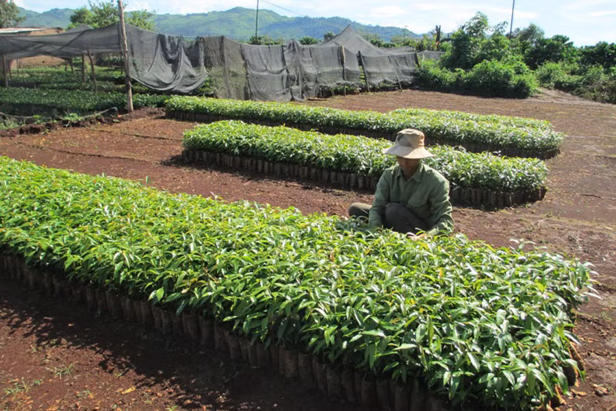 Ông Hiếu đang chăm sóc vườn ươm của mình. Ảnh: Q.T