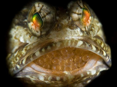 Một con cá đực đang ngậm trứng trong miệng chờ cho tới khi con của nó nở ra. Con cá đang mở miệng để thông hơi, làm mát cho những quả trứng.