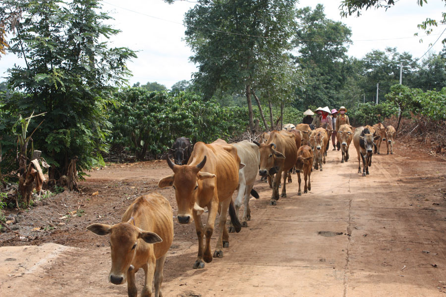 Đường giao thông đã được bê tông hóa. Ảnh: P.L