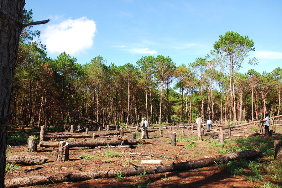 Vô số cây thông bị chặt hạ nhưng khi kiểm tra chỉ có 50 cây? Ảnh: Nguyễn Giác