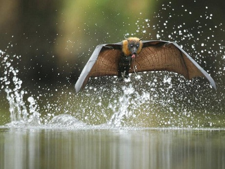 Loài dơi quạ là loài dơi lớn nhất ở Úc và là một trong những loài dơi quý hiếm nhất hiện nay. Nó có thói quen khá đặc biệt là vào lúc mặt trời lặn sẽ bay là là mặt nước để tắm táp và uống nước.