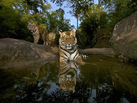  Những chú hổ con Bengal 14 tháng tuổi đang ngâm mình trong vũng nước nhỏ ở công viên quốc gia Bandhavgarh ở Madhya Pradesh, Ấn Độ. Những chú hổ này sẽ bắt đầu sống dậy bản năng hoang dã và có thể tấn công con người kể từ khi chúng được 2 tuổi. Những chú hổ trong vườn quốc gia này đã từng giết chết 3 người. Để bảo vệ an toàn cho người dân, đồng thời bảo vệ sự đa dạng sinh thái, Chính phủ đã cho quây rào để lũ hổ sống trong vùng kiểm soát.