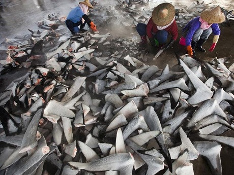 Một góc chợ cá Dong Gaing ở Cao Hùng, Đài Loan. Mỗi ngày nơi đây xử lý hàng ngàn vây cá mập đông lạnh để phục vụ cho thị trường trong nước và thế giới bởi nhu cầu đối với món súp vây cá mập chưa bao giờ suy giảm.