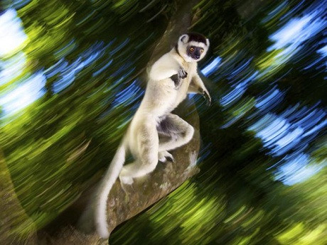Loài vượn Verreaux's sifakas chỉ sinh sống ở miền nam Cộng hòa Madagascar. Khi nhiếp ảnh gia người Nam Phi Heinrich van den Berg được tận mắt ngắm những con vượn sifakas ở khu bảo tồn Nahampoana, anh vô cùng ấn tượng với cách chúng chuyền cành, thoăn thoắt điệu nghệ và tuyệt đối chính xác.