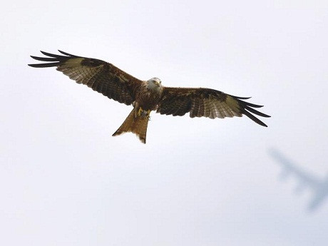 Những loài chim săn mồi ăn thịt sống thường tìm đến các nông trại để săn gà, vịt con.