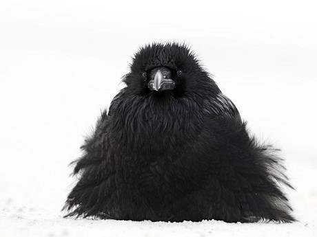 Một con chim đen “béo ị” nổi bật trên nền tuyết trắng xóa trong công viên quốc gia Jasper, Alberta, Canada. Đối với con người, những khi tóc xù lên “như tổ quạ” trông thật xấu nhưng đối với những con chim đực, khi lông xù lên lại là một cách ra tín hiệu thu hút, mời chào con mái. Ngoài ra, việc xù lông lên cũng giúp con chim giữ ấm thân nhiệt trong quá trình tìm kiếm bạn tình giữa trời tuyết rơi dày đặc.