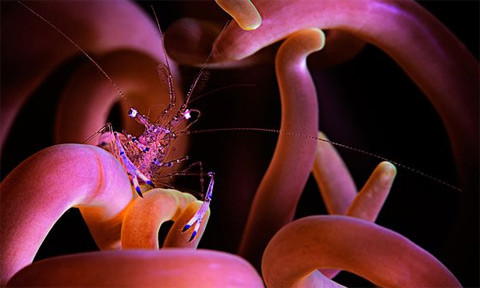 Con tôm hùm ẩn nấp trong đám cỏ chân ngỗng ở vùng biển gần Puerto Galera, Philippines.