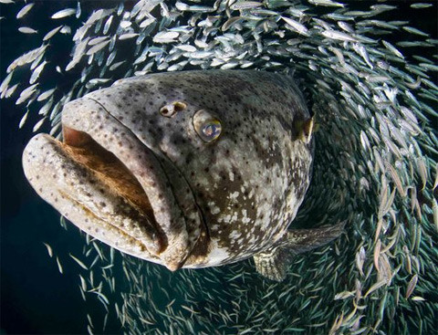 Con cá mú khổng lồ lao vào giữa đàn cá nhỏ gần thành phố Jupiter, bang Florida, Mỹ.