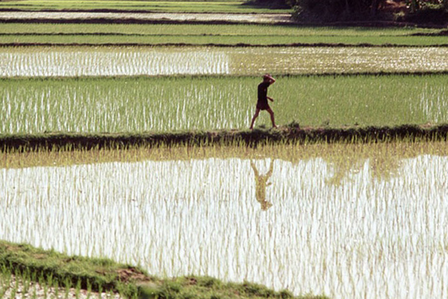Cánh đồng lúa ở Phú Tài, Việt Nam nơi Hendinger đã đóng quân