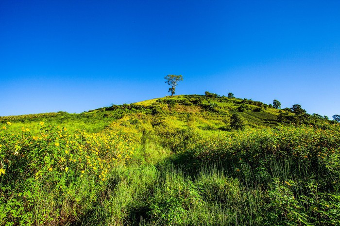  Vạt hoa dã quỳ bên sườn núi