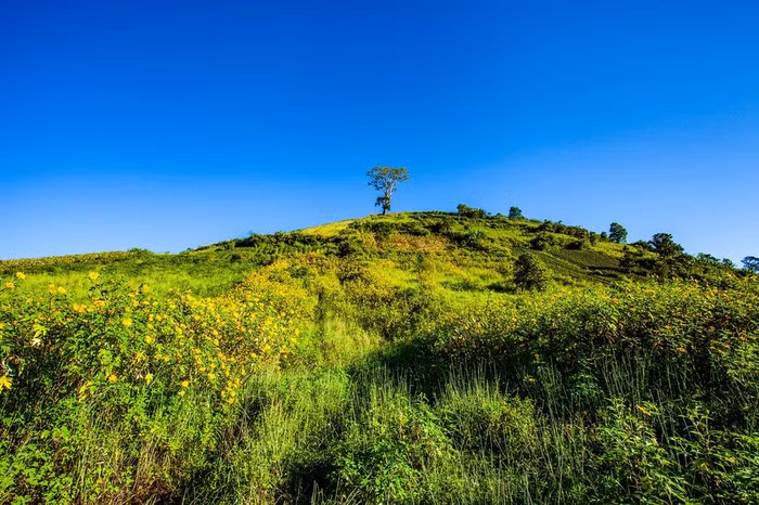  Vạt hoa dã quỳ bên sườn núi