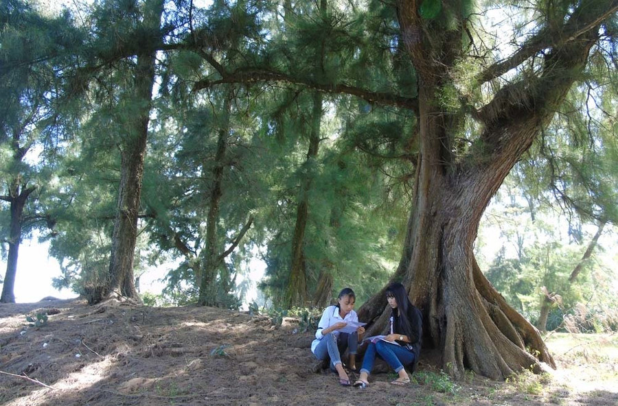 Cây phi lao già cỗi có nhiều thế hệ ngồi dưới gốc hóng mát