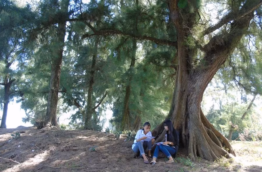 Cây phi lao già cỗi có nhiều thế hệ ngồi dưới gốc hóng mát