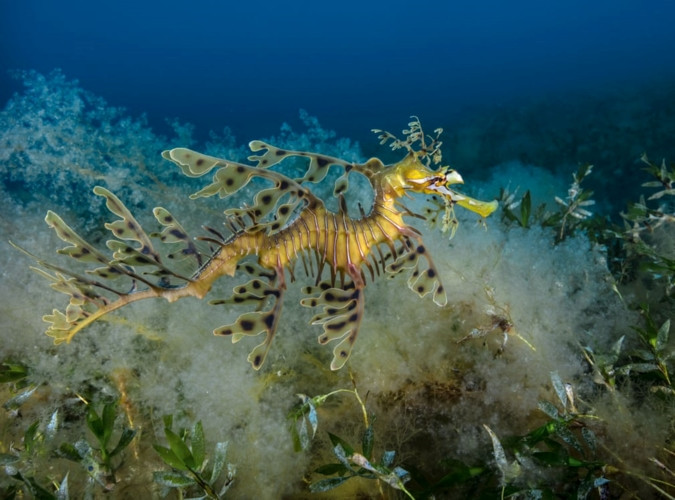  Một chú cá rồng biển đang di chuyển chậm.