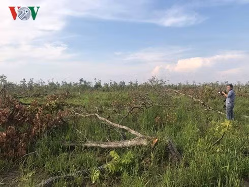 Rừng ở xã Ea Bung bước vào mùa làm ăn của địa tặc.