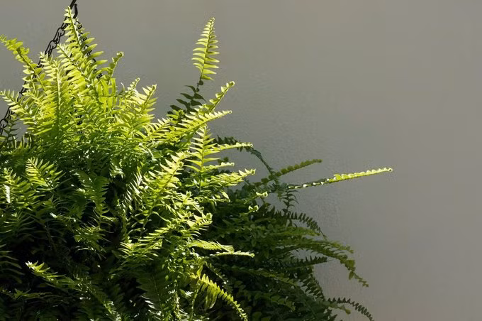 Theo Organic Life, trồng cây xanh trong không gian sống có thể lọc không khí về mặt vật lý và hóa học. Các chuyên gia cho rằng rất khó để tính bao nhiêu cây mới đủ để làm sạch không khí trong một căn phòng. Tốt nhất nên có tối thiểu 2 cây lớn cho một căn phòng diện tích 100 m2. Dương xỉ là một trong những cây cảnh rất hiệu quả để loại bỏ các chất gây ô nhiễm không khí, nhưng cây này khó phát triển trong nhà. Bạn có thể đặt cây ngoài khu vực ban công hay trước sân nhà