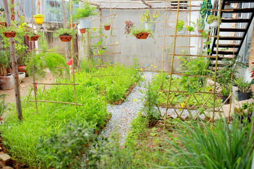 Xuất phát từ ý tưởng vườn rau xanh của riêng mình, chủ homestay đã dành một khoảng đất để trồng rau xanh cho du khách tự hái, trồng, chăm bón nếu thích. Xuất phát từ ý tưởng vườn rau xanh của riêng mình, chủ homestay đã dành một khoảng đất để trồng rau xanh cho du khách tự hái, trồng, chăm bón nếu thích.