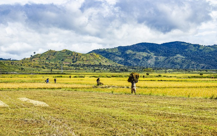  Mùa thu hoạch lúa