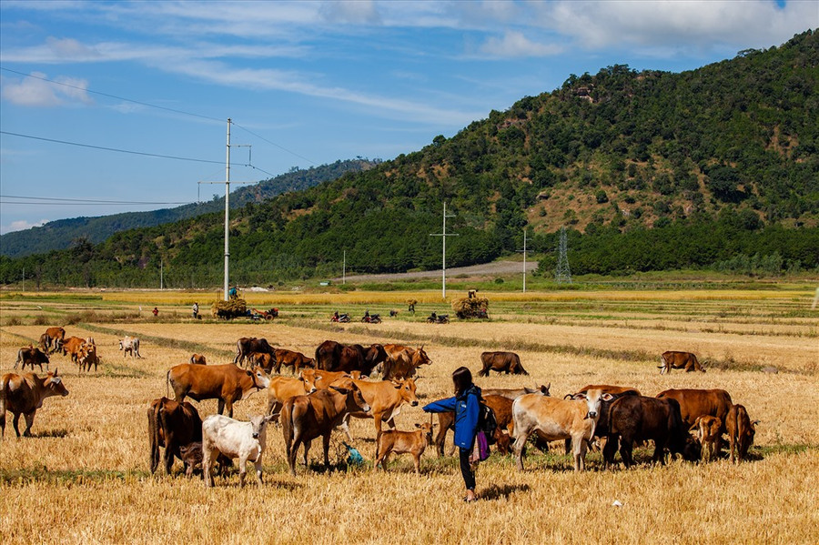 Đường đến nhà thờ cổ H'Bâu đi qua một vùng chiêm trũng mà người dân ở đây quen gọi là "cánh đồng Ngô Sơn". Mạch ngầm từ lòng núi là "bầu nước ngọt" vô tận nuôi dưỡng những mùa vàng dưới chân ngọn Chư Nâm. Nước nguồn từ đây lại chảy mãi cho đến khi đổ ra hồ T'Nưng. Vào tháng 11, những thửa ruộng được tháo nước chờ đến ngày thu hoạch. Ảnh: Chu Thế Dũng Đường đến nhà thờ cổ H'Bâu đi qua một vùng chiêm trũng mà người dân ở đây quen gọi là