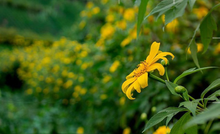Dã quỳ Chư Đăng Ya khoe sắc vàng. Hoa dã quỳ hay còn gọi cúc quỳ hay sơn quỳ thuộc họ cúc, có màu vàng cam, thường nở vào dịp cuối thu và đầu đông