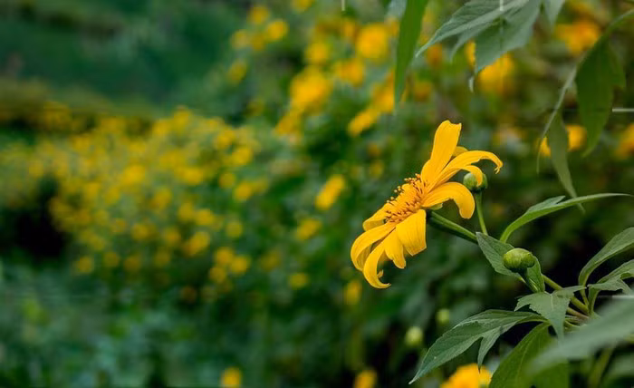 Dã quỳ Chư Đăng Ya khoe sắc vàng. Hoa dã quỳ hay còn gọi cúc quỳ hay sơn quỳ thuộc họ cúc, có màu vàng cam, thường nở vào dịp cuối thu và đầu đông
