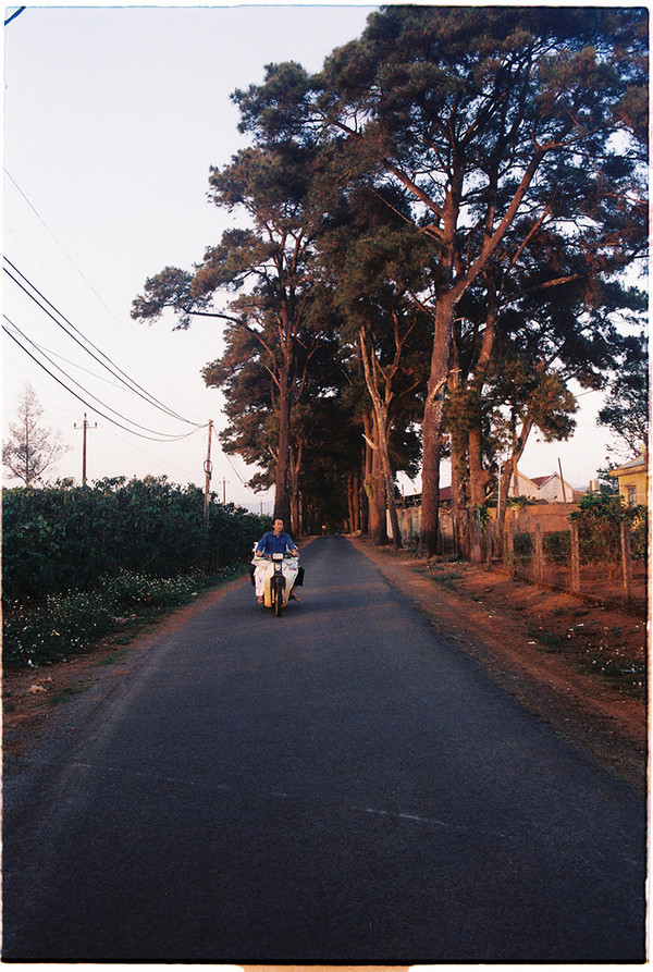 Dẫn vào đồi chè có một con đường nhỏ, hai bên có hàng thông lá kim. Con đường được nhiều bạn trẻ gọi là đường Hàn Quốc bởi khung cảnh lãng mạn.