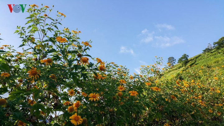 Dã quỳ đang trong những ngày khoe sắc thắm.