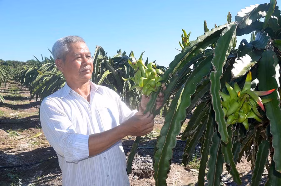  Ông Hải kiểm tra vườn thanh long ruột đỏ đang vào độ chín. Ảnh: Đ.P