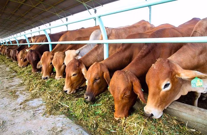  HAGL từ bỏ dần mảng chăn nuôi bò sau nhiều năm