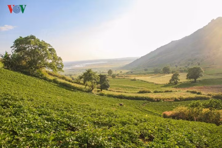 Điểm đặc biệt là trồng cấy ở đây không bao giờ cần tưới nước nhưng cây trồng vẫn xanh tươi, sản lượng và chất lượng cao.