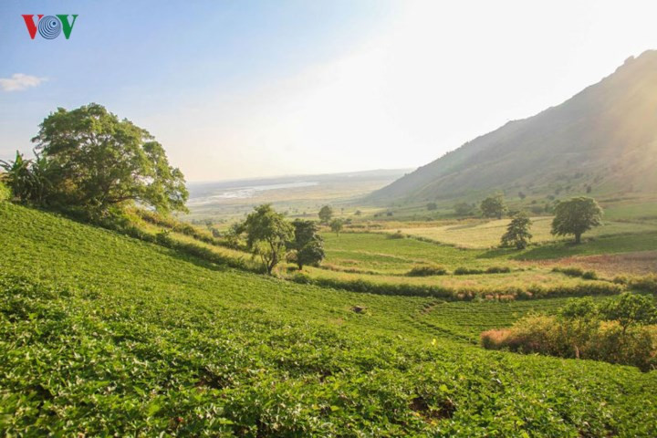 Điểm đặc biệt là trồng cấy ở đây không bao giờ cần tưới nước nhưng cây trồng vẫn xanh tươi, sản lượng và chất lượng cao.
