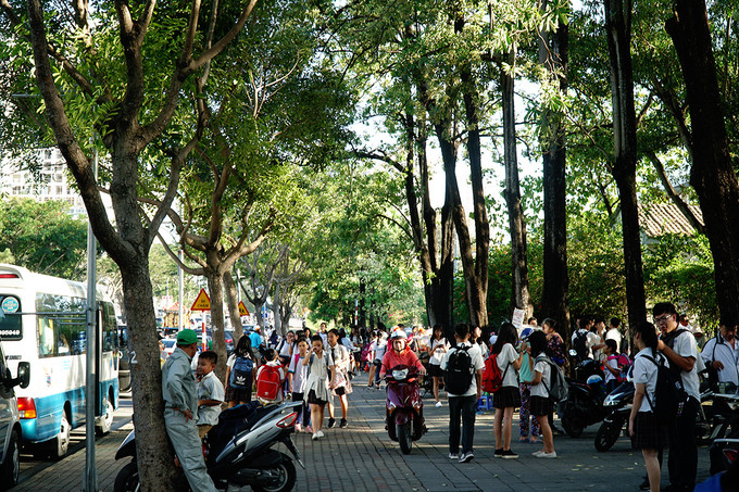 Nằm ngay trước cổng trường phổ thông Nam Sài Gòn, hàng cây hoa sữa cao hàng chục mét, tỏa tán rộng. Theo bảo vệ của ngôi trường này, hơn 20 cây hoa sữa này được trồng từ những năm 1997. Hoa nở trong thời gian ngắn, khoảng 20 ngày là bắt đầu tàn.