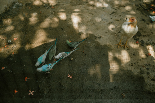 Ở đây còn nuôi rất nhiều loại chim khác nhau như sáo, vẹt... cho phép bạn vui đùa, chiêm ngưỡng và chụp cùng. Liên hệ đặt phòng: 0363314864 – 0865975509. Ở đây còn nuôi rất nhiều loại chim khác nhau như sáo, vẹt... cho phép bạn vui đùa, chiêm ngưỡng và chụp cùng. Liên hệ đặt phòng: 0363314864 – 0865975509.