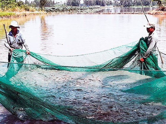 Kéo lưới bắt cá. 