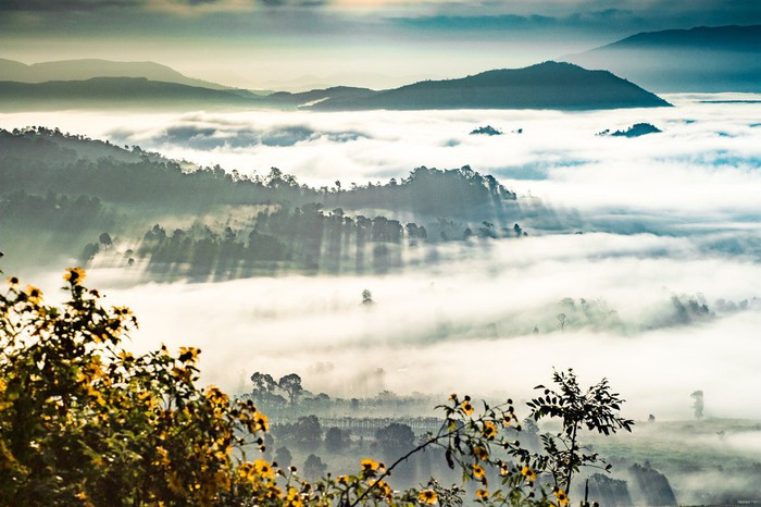  Quang cảnh Chư Đăng Ya đẹp mê ly vào mùa hoa dã quỳ