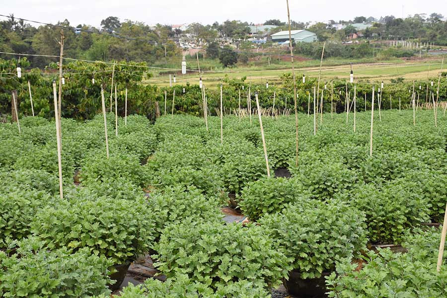 Vườn hoa cúc của gia đình anh Ngọc. Ảnh: H.P