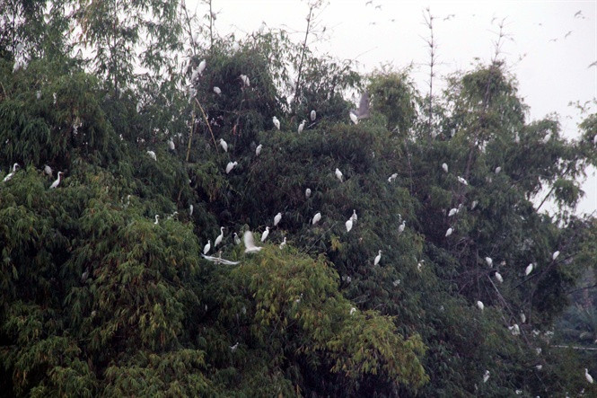 Đảo cò có 35.000 cá thể cò, hạc, vạc…