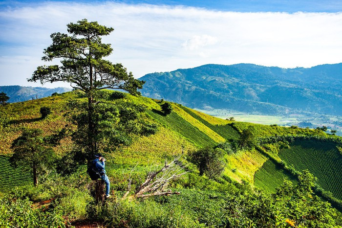 Một nhiếp ảnh gia sáng tác ảnh mùa hoa dã quỳ