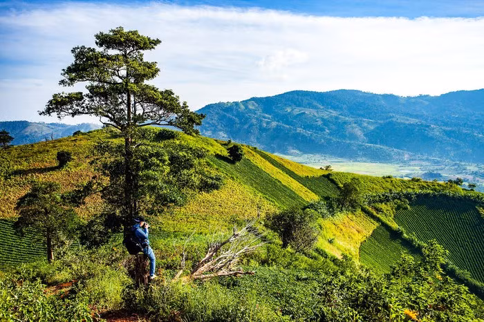 Một nhiếp ảnh gia sáng tác ảnh mùa hoa dã quỳ