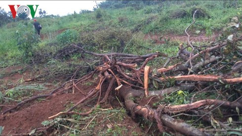  Rẫy điều trồng hơn 10 năm ở xã Quảng Trực, huyện Tuy Đức, Đăk Nông, cũng bị công ty Long Sơn ủi phá-dẫn đến xung đột chết người.