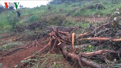  Rẫy điều trồng hơn 10 năm ở xã Quảng Trực, huyện Tuy Đức, Đăk Nông, cũng bị công ty Long Sơn ủi phá-dẫn đến xung đột chết người.