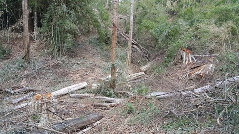 Rừng thuộc Tiểu khu 365 lâm phần Ban QLR phòng hộ Ia Grai cũng bị phá tan hoang, trong khi tại Ban này, phát hiện sai phạm, có dấu hiệu tham nhũng khoảng 16,5 tỷ đồng