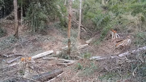 Rừng thuộc Tiểu khu 365 lâm phần Ban QLR phòng hộ Ia Grai cũng bị phá tan hoang, trong khi tại Ban này, phát hiện sai phạm, có dấu hiệu tham nhũng khoảng 16,5 tỷ đồng